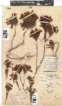 Erica abietina subsp. aurantiaca image