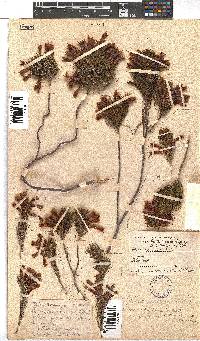 Erica abietina subsp. aurantiaca image