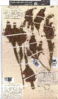 Erica abietina subsp. aurantiaca image