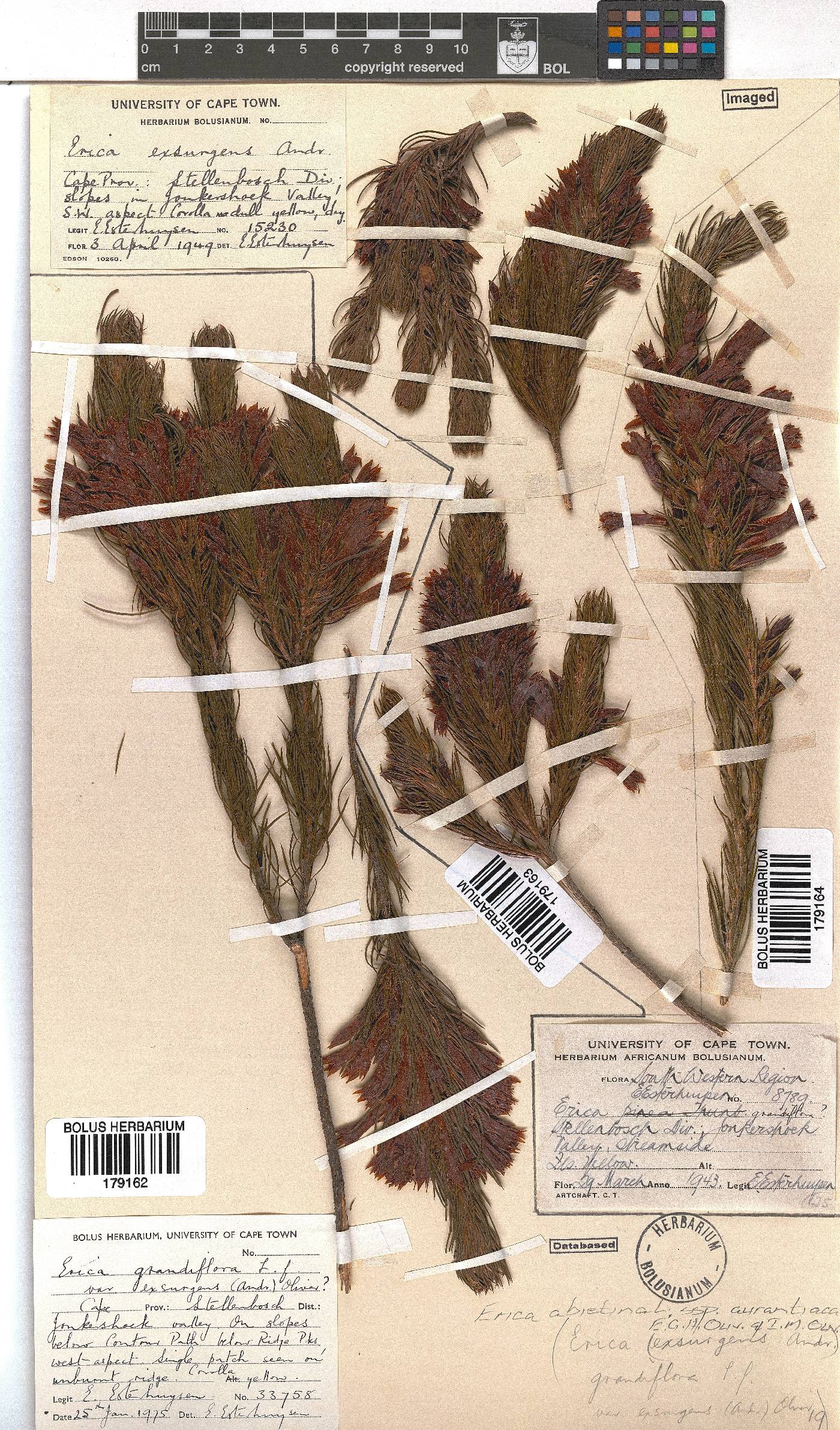 Erica abietina subsp. aurantiaca image