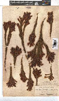 Erica abietina subsp. aurantiaca image