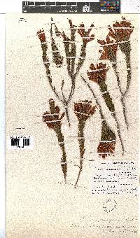 Erica abietina subsp. aurantiaca image