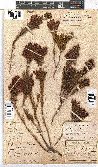 Erica abietina subsp. aurantiaca image