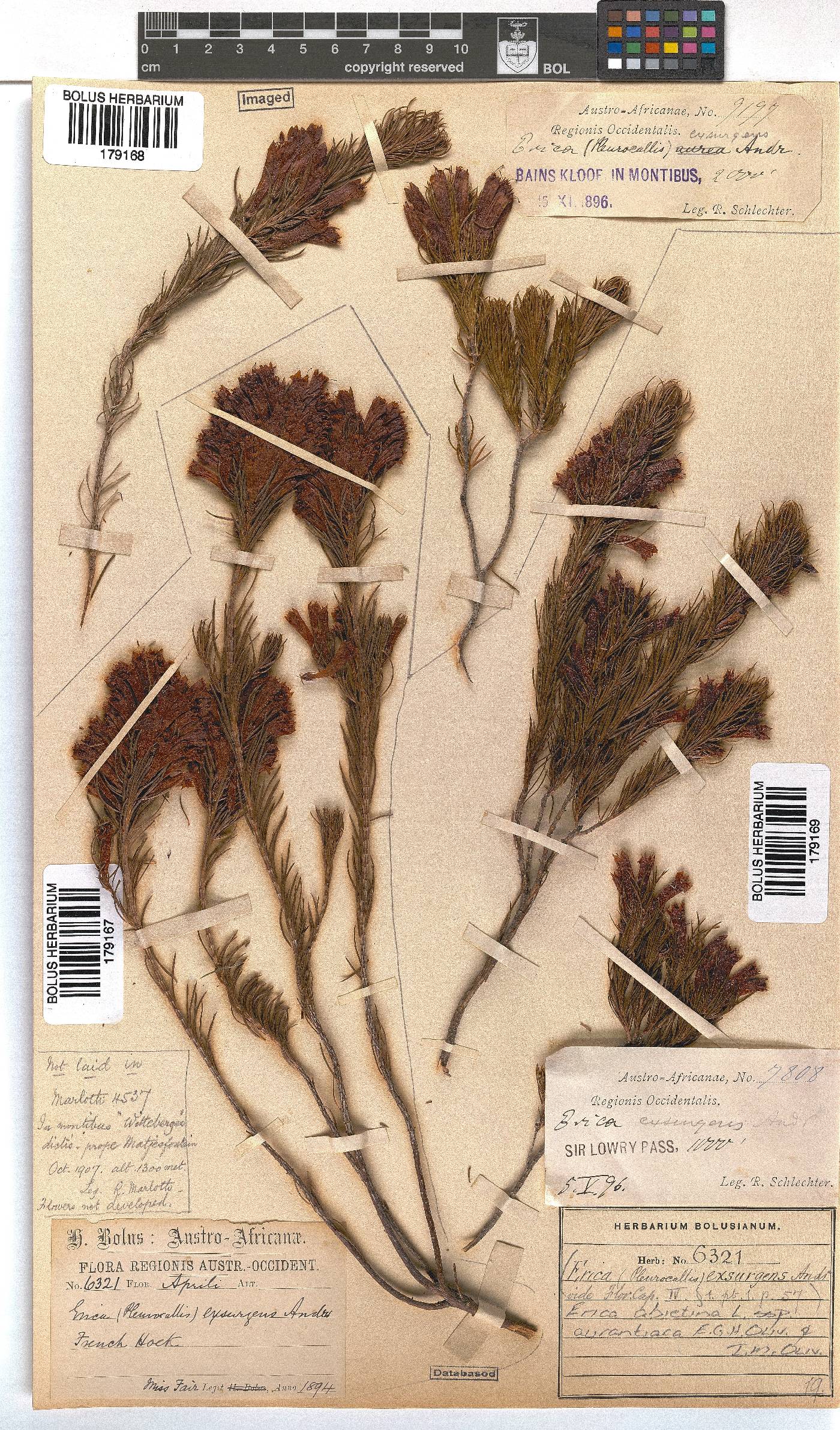 Erica abietina subsp. aurantiaca image