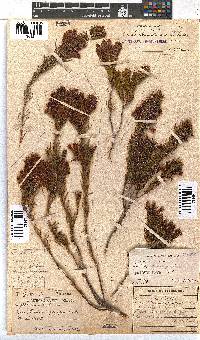 Erica abietina subsp. aurantiaca image