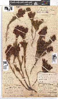 Erica abietina subsp. aurantiaca image