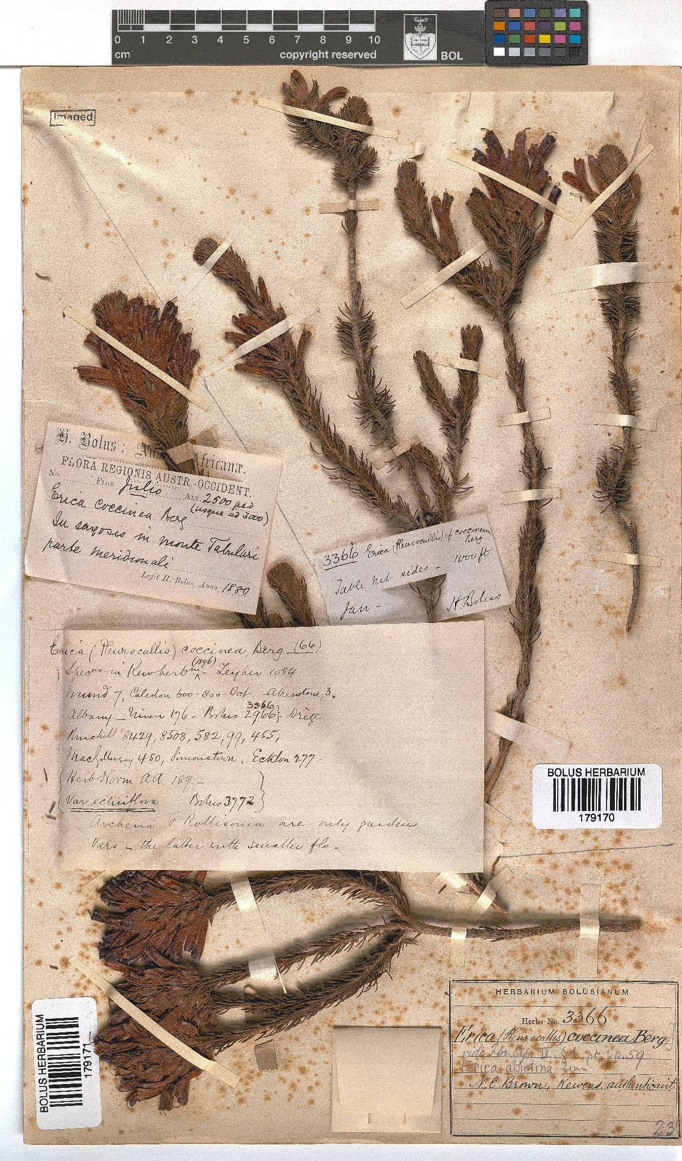 Erica abietina subsp. abietina image