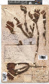 Erica abietina subsp. abietina image