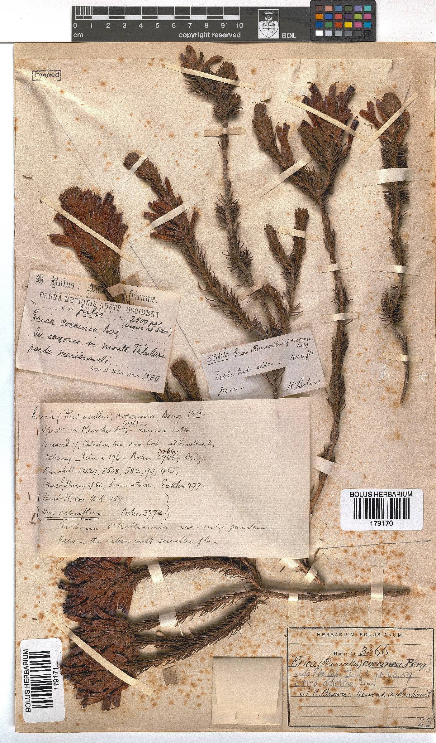 Erica abietina subsp. abietina image