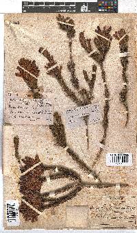 Erica abietina image