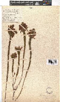 Erica abietina subsp. abietina image