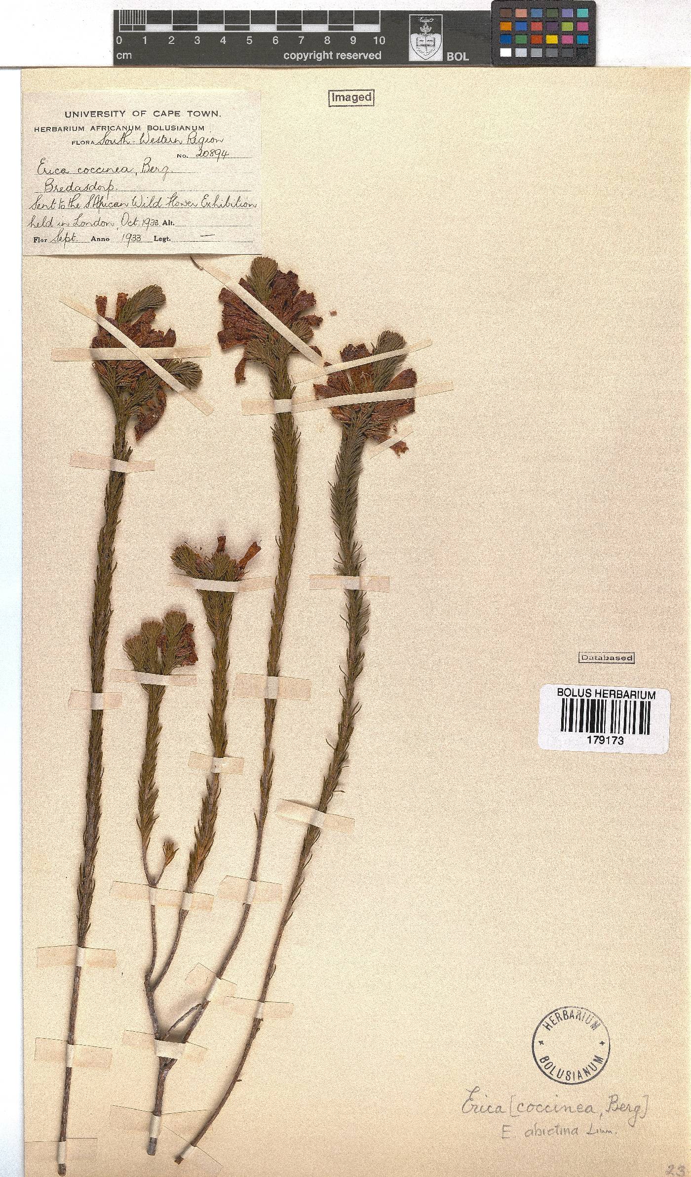 Erica abietina subsp. abietina image