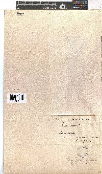 Erica abietina subsp. abietina image