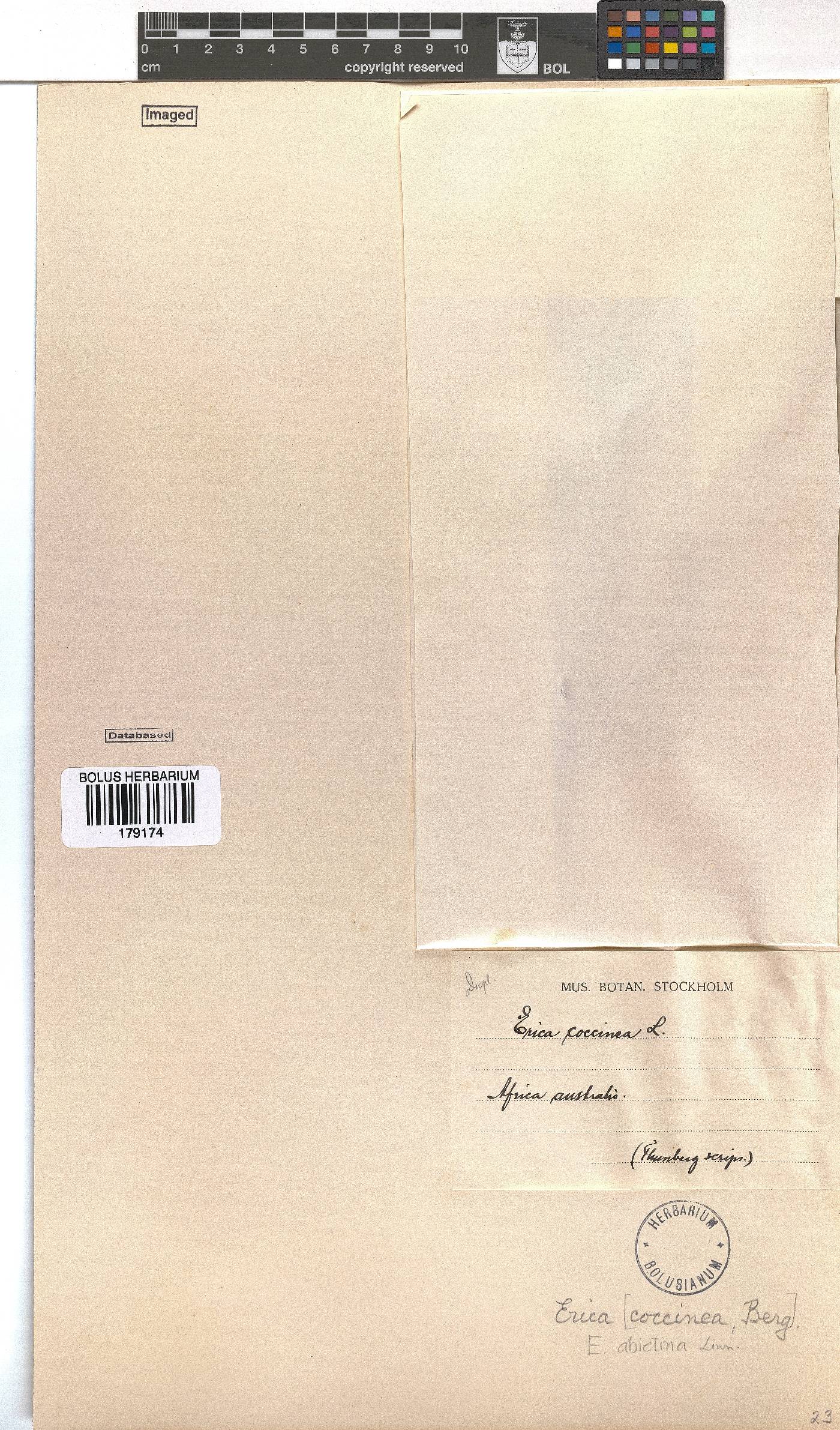 Erica abietina subsp. abietina image