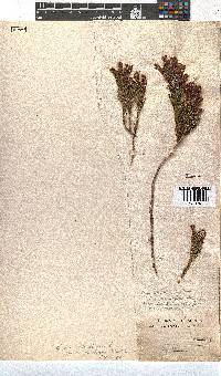 Erica abietina subsp. aurantiaca image