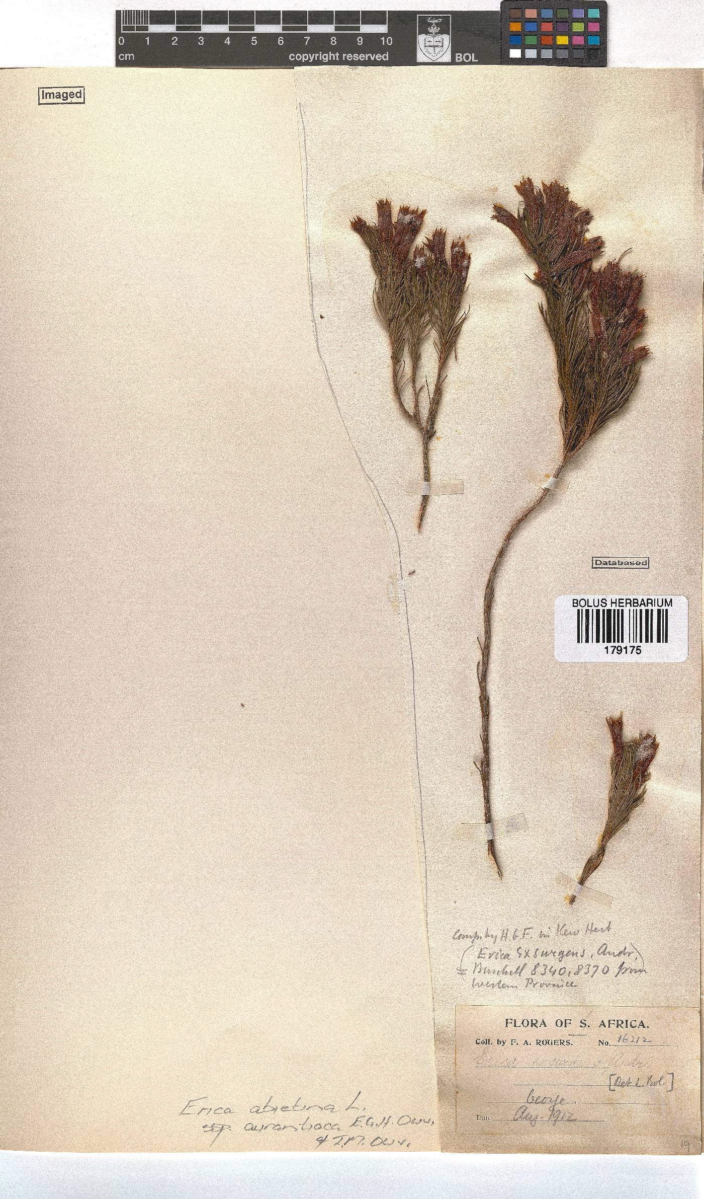 Erica abietina subsp. aurantiaca image