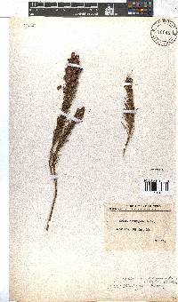 Erica abietina subsp. aurantiaca image