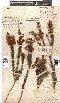 Erica abietina subsp. aurantiaca image