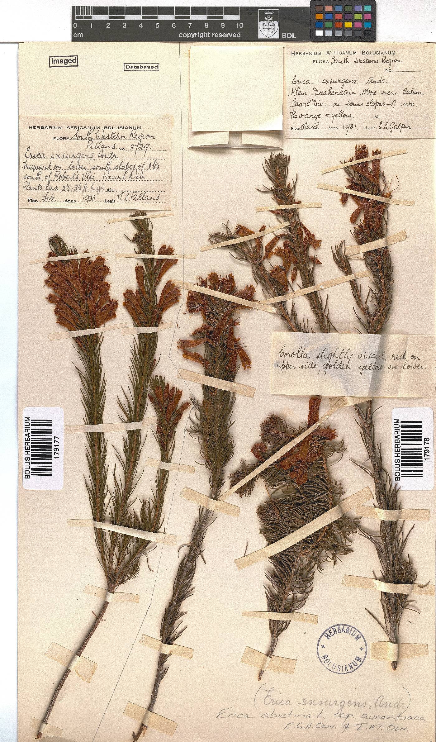 Erica abietina subsp. aurantiaca image