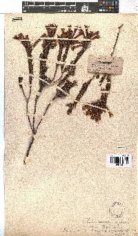 Erica abietina subsp. aurantiaca image