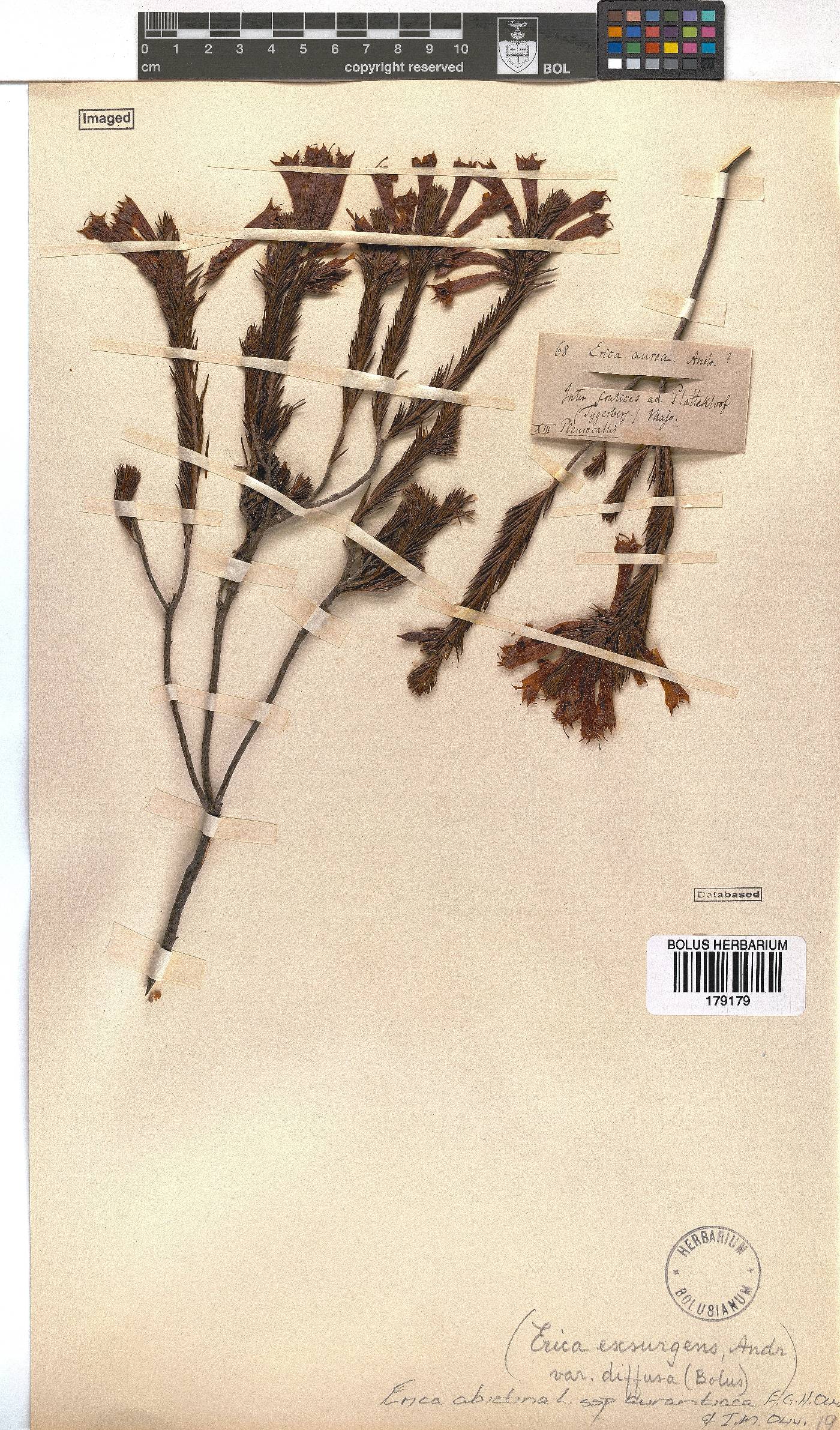 Erica abietina subsp. aurantiaca image
