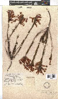 Erica abietina subsp. aurantiaca image