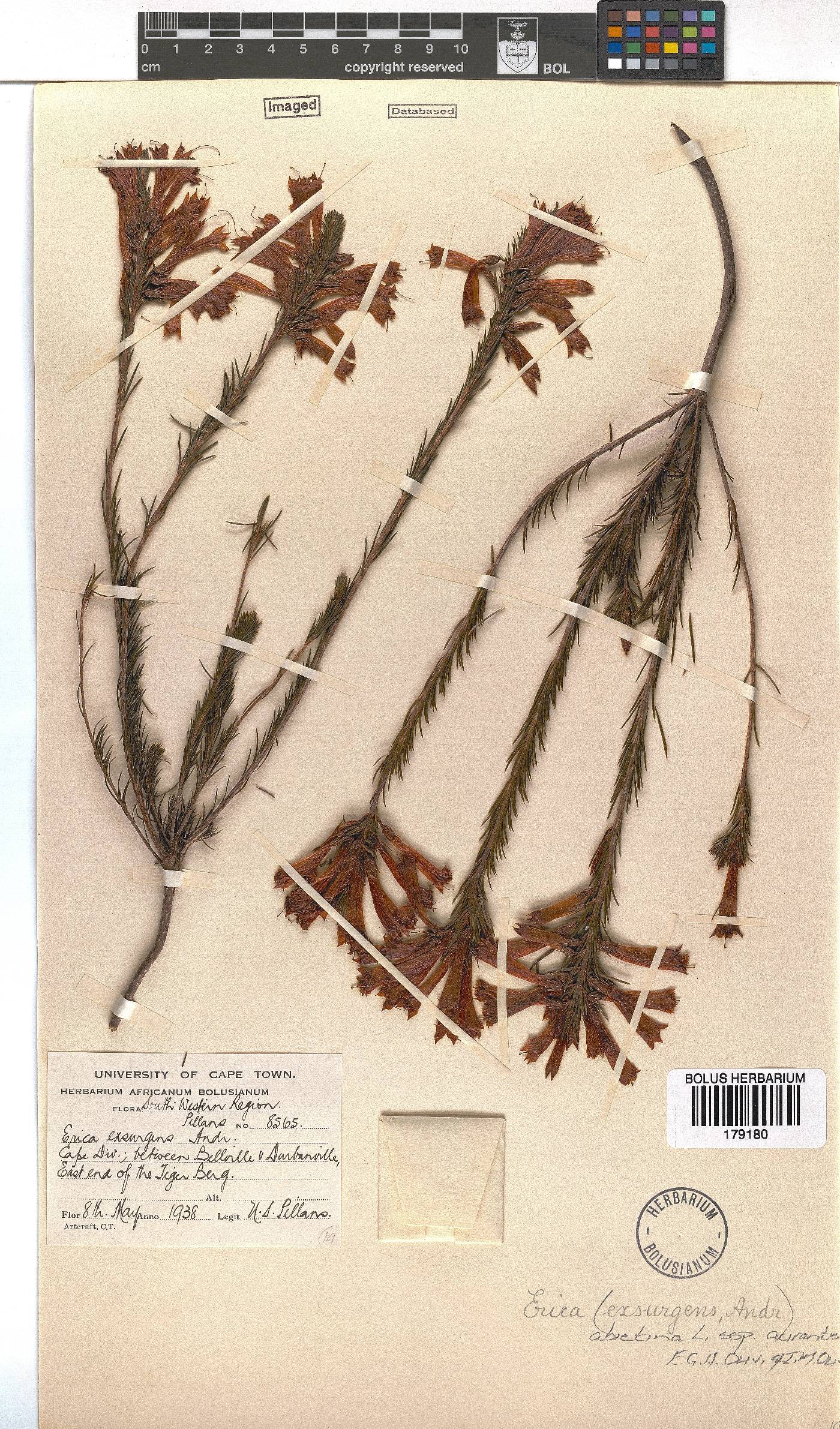 Erica abietina subsp. aurantiaca image