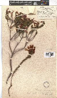 Erica abietina subsp. aurantiaca image