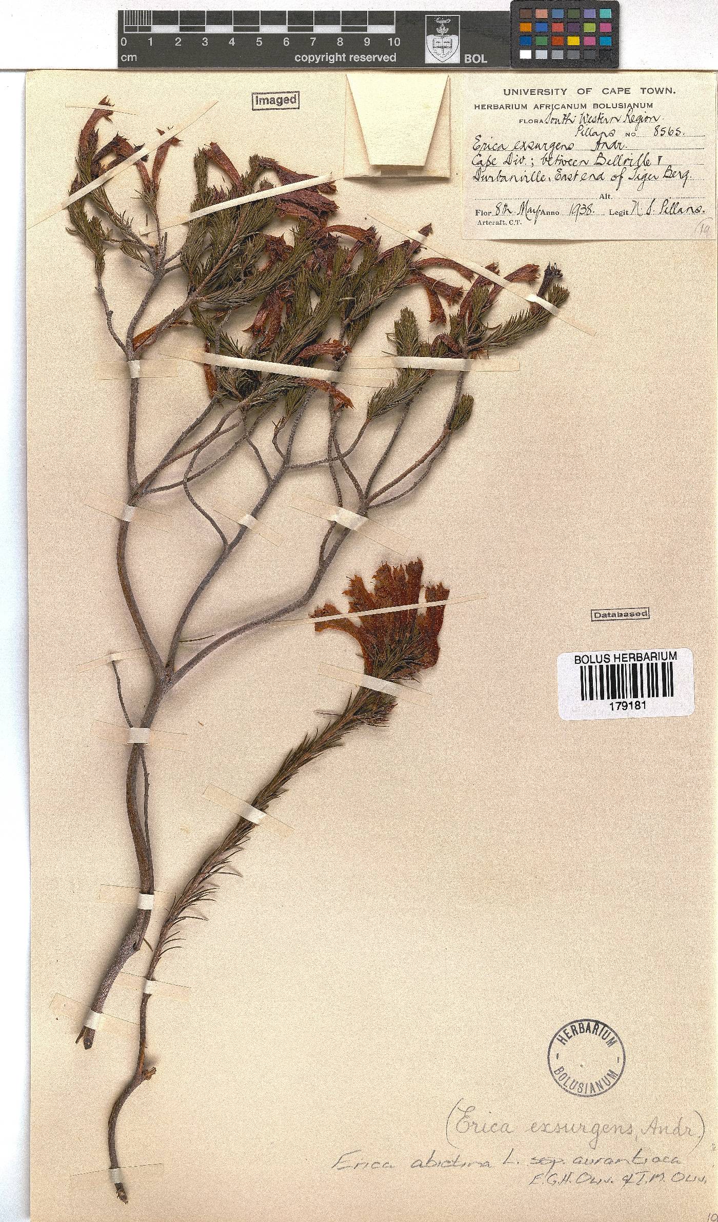 Erica abietina subsp. aurantiaca image