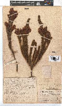 Erica abietina subsp. aurantiaca image