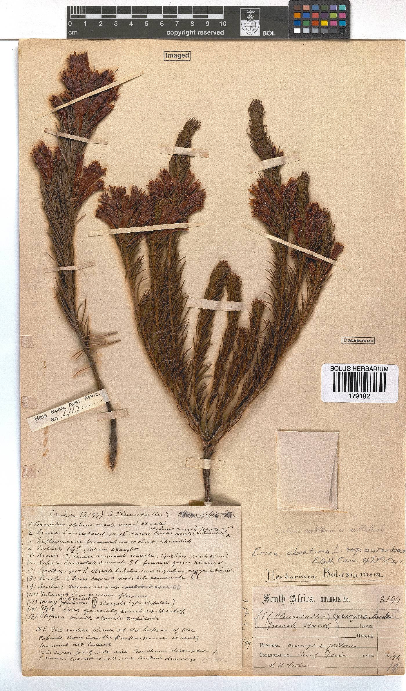 Erica abietina image