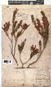 Erica abietina subsp. aurantiaca image