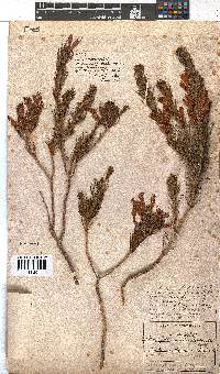 Erica abietina subsp. aurantiaca image