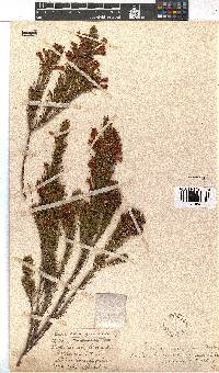 Erica abietina subsp. aurantiaca image