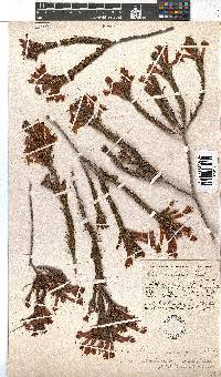 Erica abietina subsp. aurantiaca image