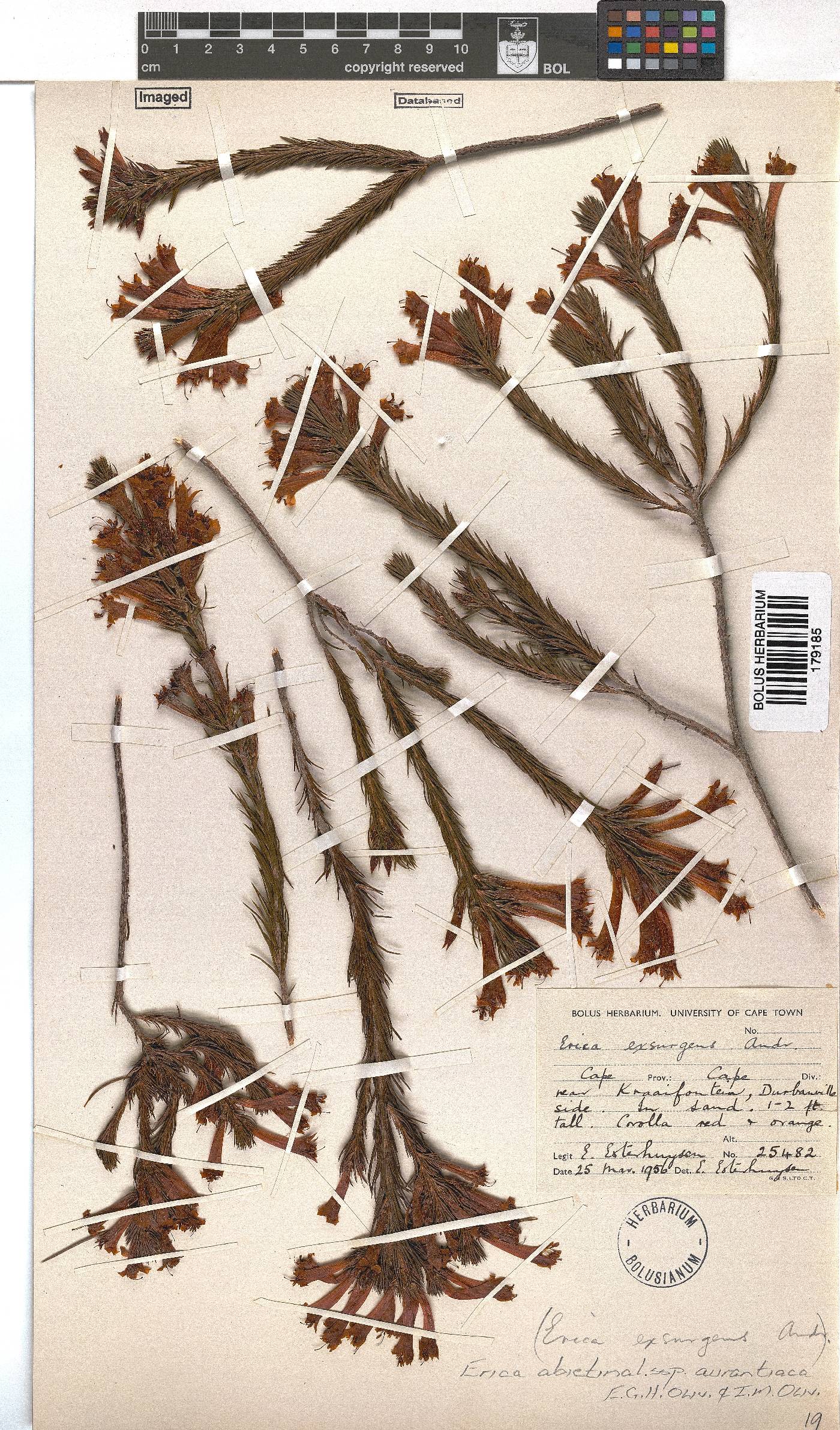 Erica abietina subsp. aurantiaca image