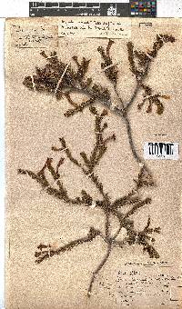 Erica abietina subsp. aurantiaca image