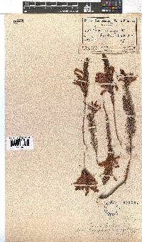 Erica abietina subsp. atrorosea image