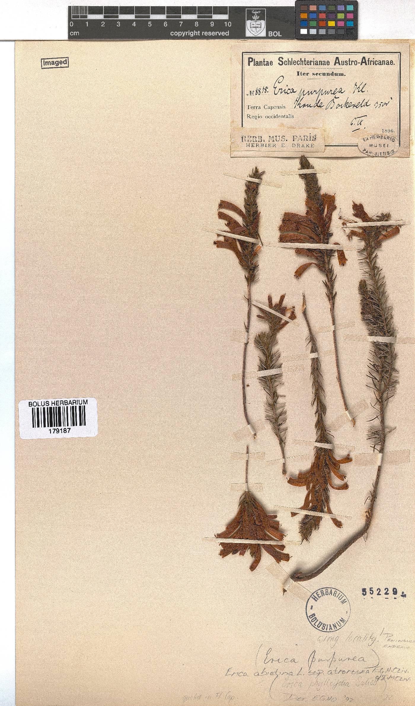 Erica abietina subsp. atrorosea image