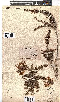 Erica abietina subsp. atrorosea image