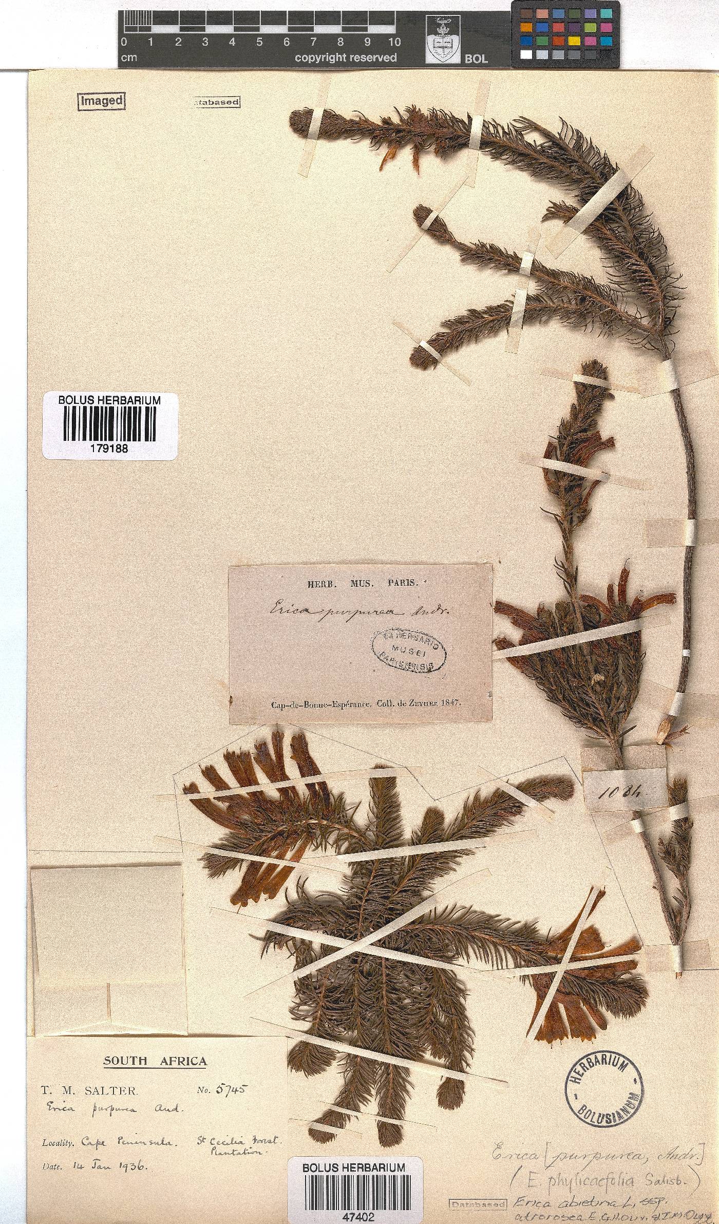 Erica abietina subsp. atrorosea image