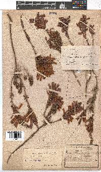 Erica abietina subsp. atrorosea image