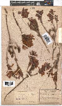 Erica abietina subsp. atrorosea image