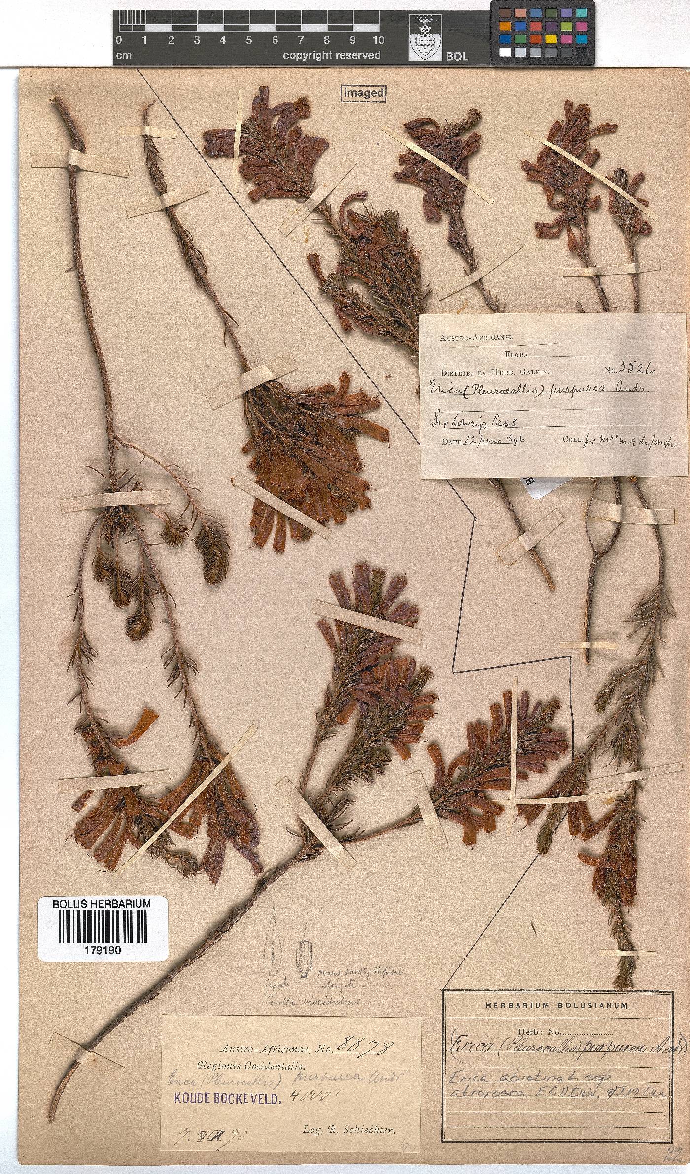 Erica abietina subsp. atrorosea image