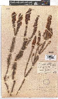 Erica abietina subsp. constantiana image