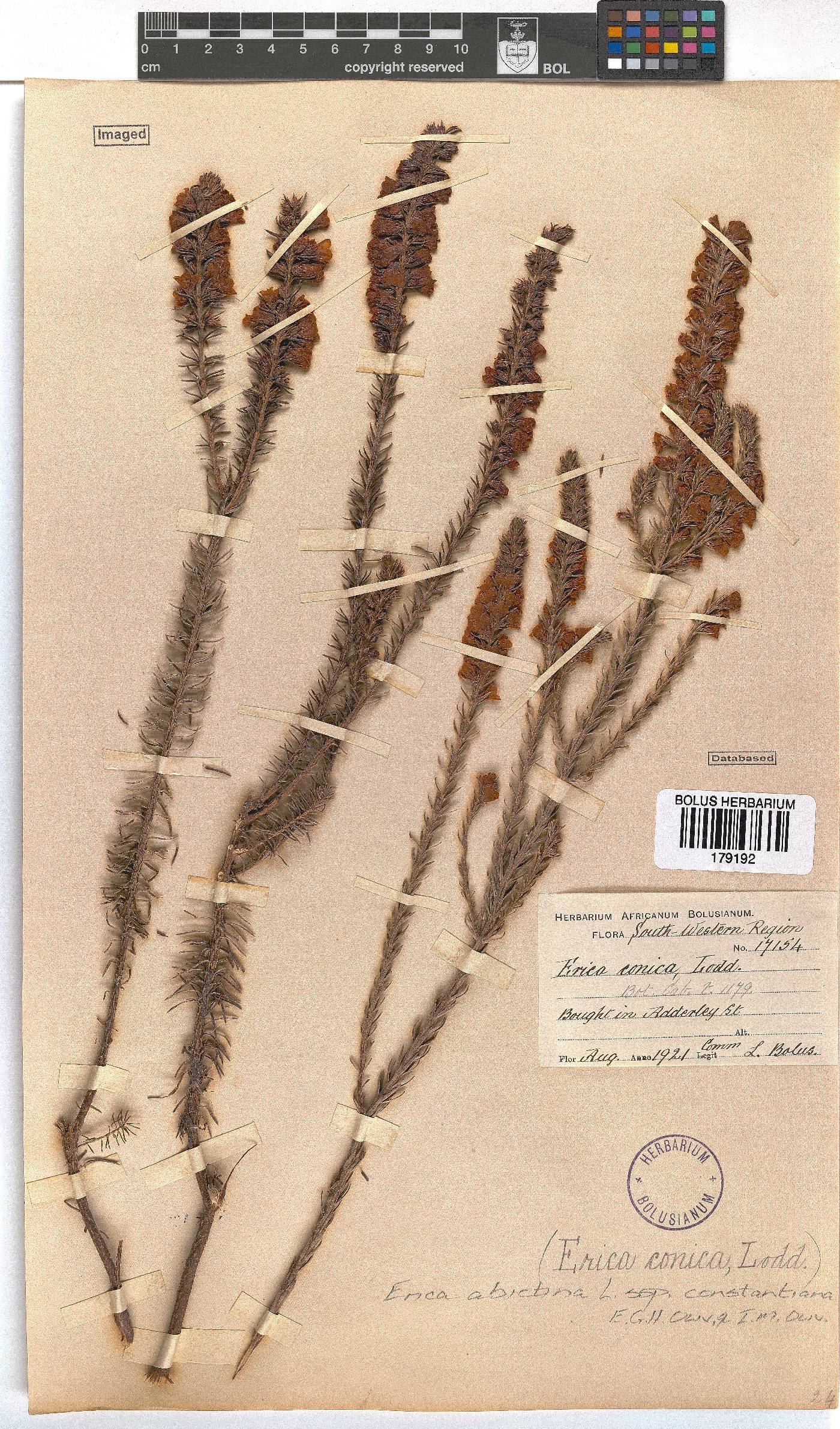 Erica abietina subsp. constantiana image