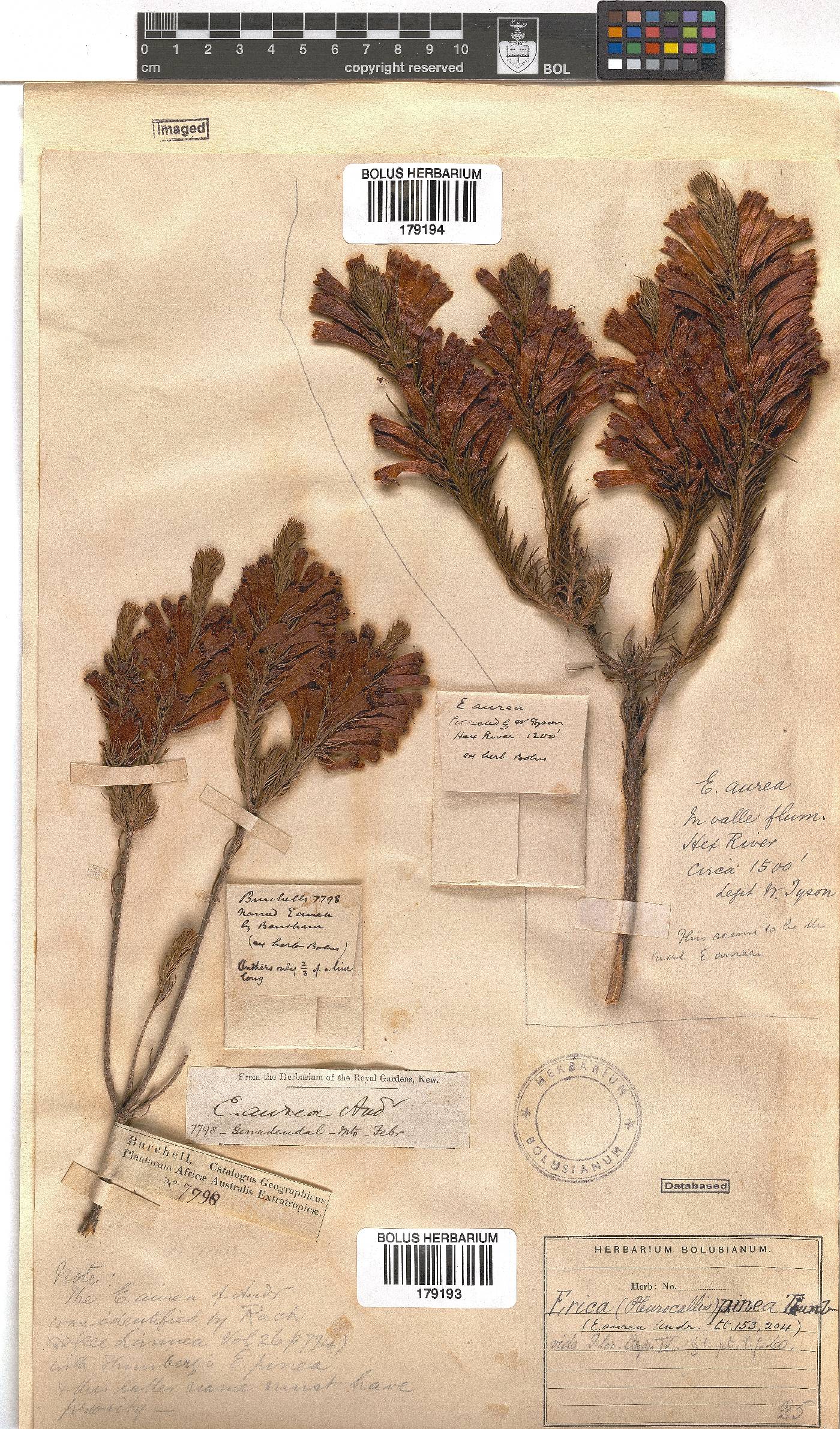 Erica pinea image