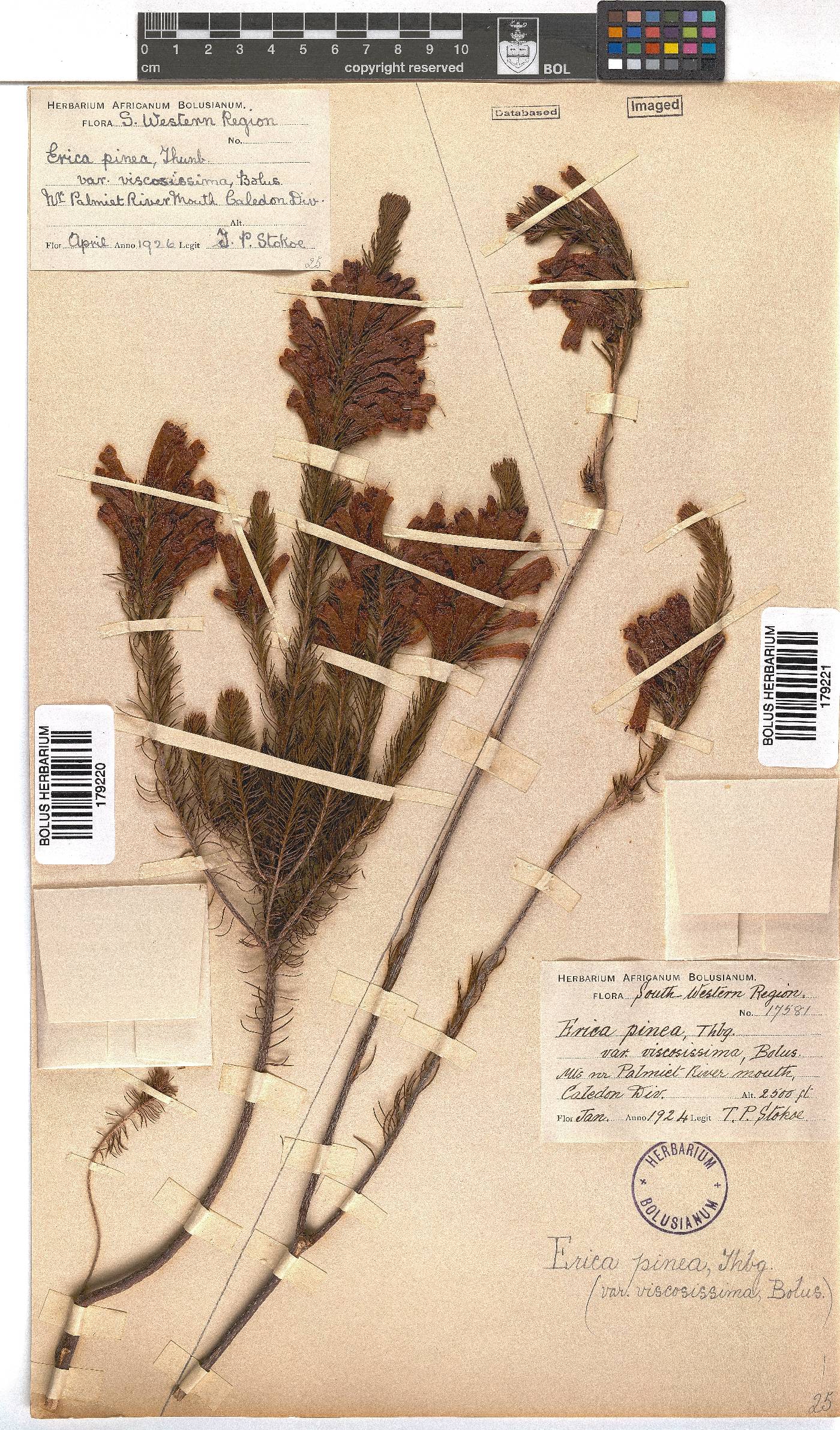 Erica pinea image
