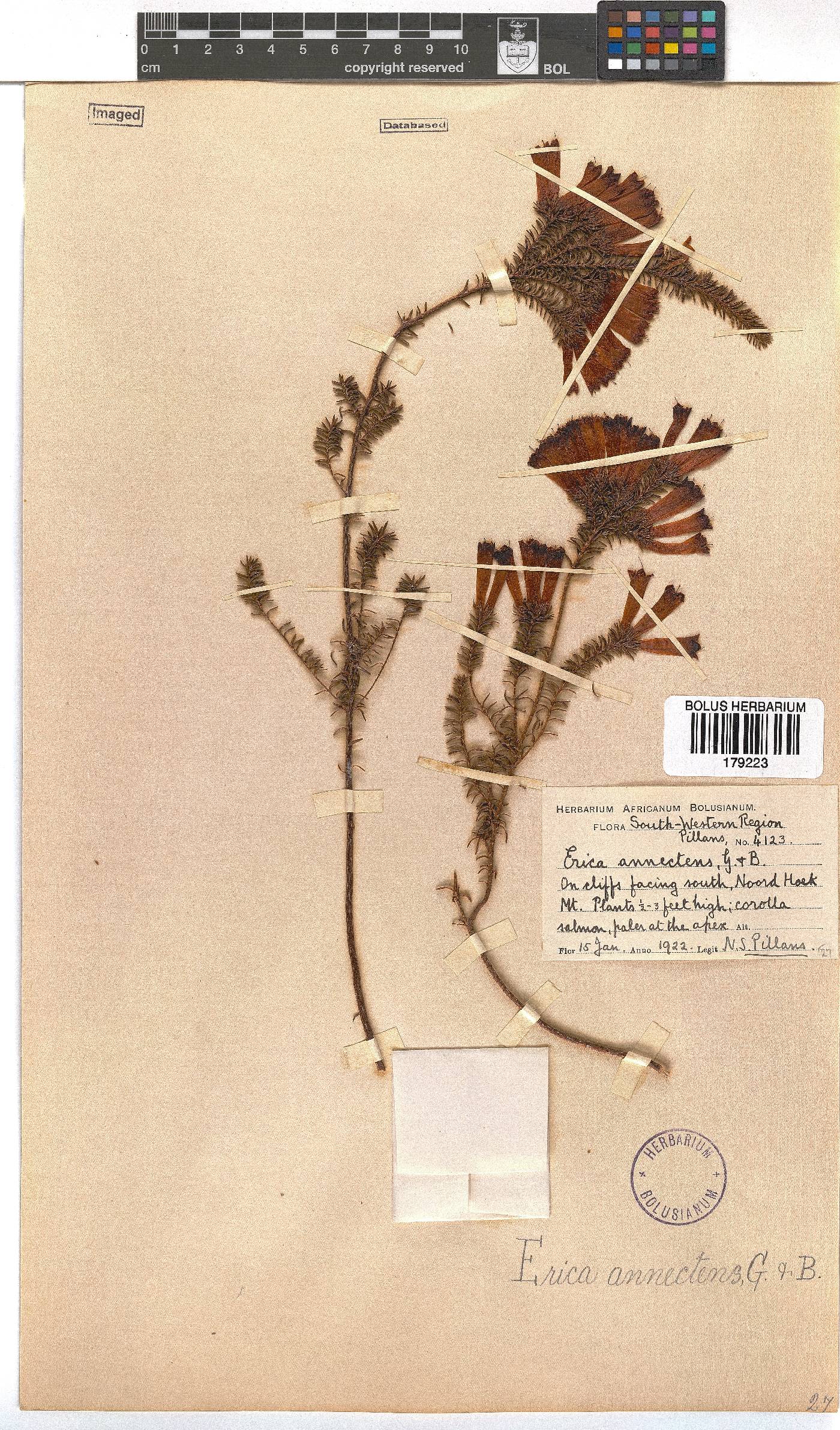 Erica annectens image