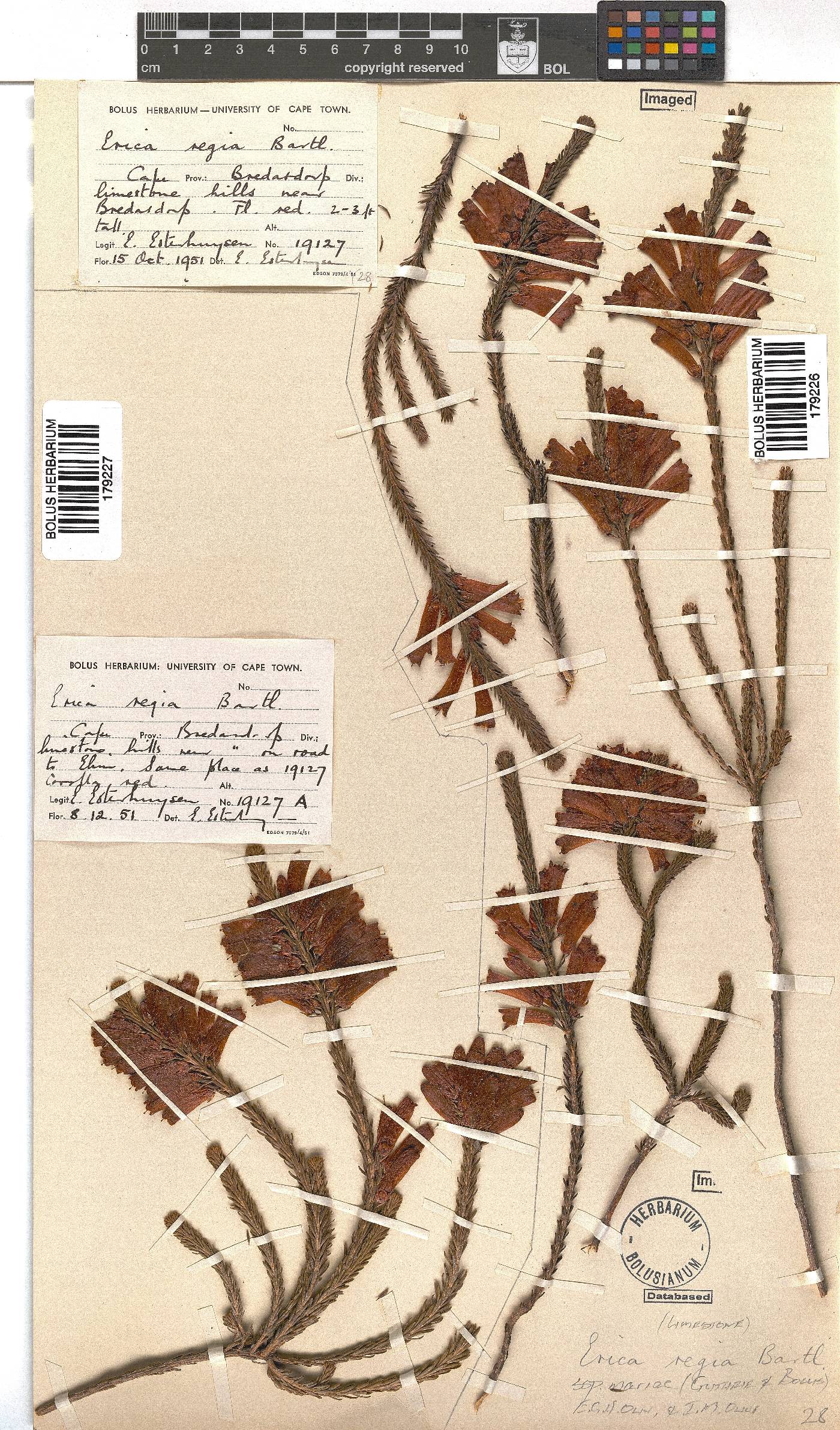 Erica regia subsp. mariae image